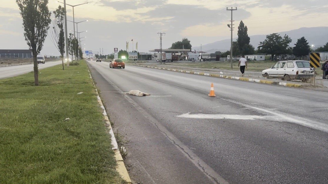 Erzincan-Erzurum kara yolu Akyazı mevkiinde bir köpek, araç çarpması sonucu