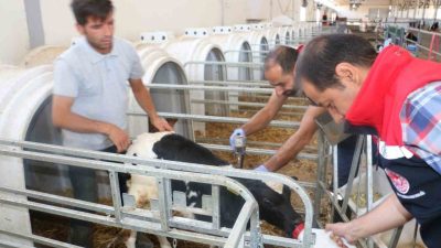 Tarım ve Orman Bakanlığı’nın talimatıyla Erzincan il genelinde tüm hayvanlar