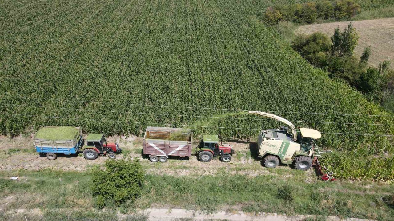Doğu Anadolu Bölgesinin Çukurovası Erzincan’da kışın hayvan yemi olarak kullanılan