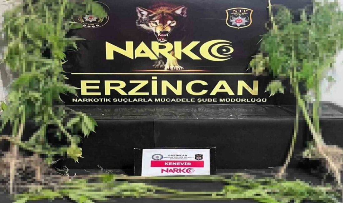 Erzincan’da 15 kök kenevir bitkisi ele geçirildi. 1 kişi hakkında