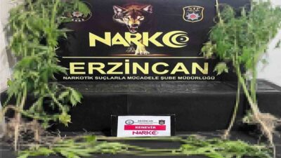Erzincan’da 15 kök kenevir bitkisi ele geçirildi. 1 kişi hakkında