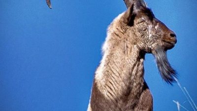 Erzincan’da, av turizmi kapsamında boş kalan yaban keçisi kotaları için