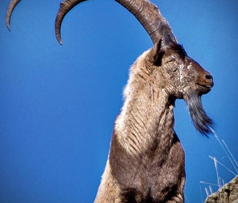 Erzincan’da, av turizmi kapsamında boş kalan yaban keçisi kotaları için