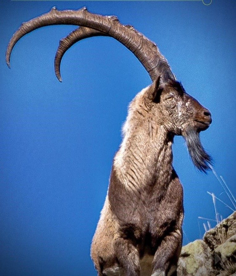 Erzincan’da, av turizmi kapsamında boş kalan yaban keçisi kotaları için