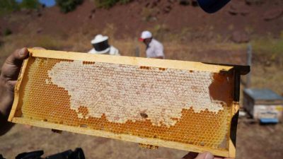 Erzincan’da 2025 yılı bal hasadı başlarken kentte kayıtlı arıcılık işletme