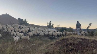 Erzincan’ın Tandırlı köyünde ayı ve kurtların saldırısı sonucu 25 kuzu