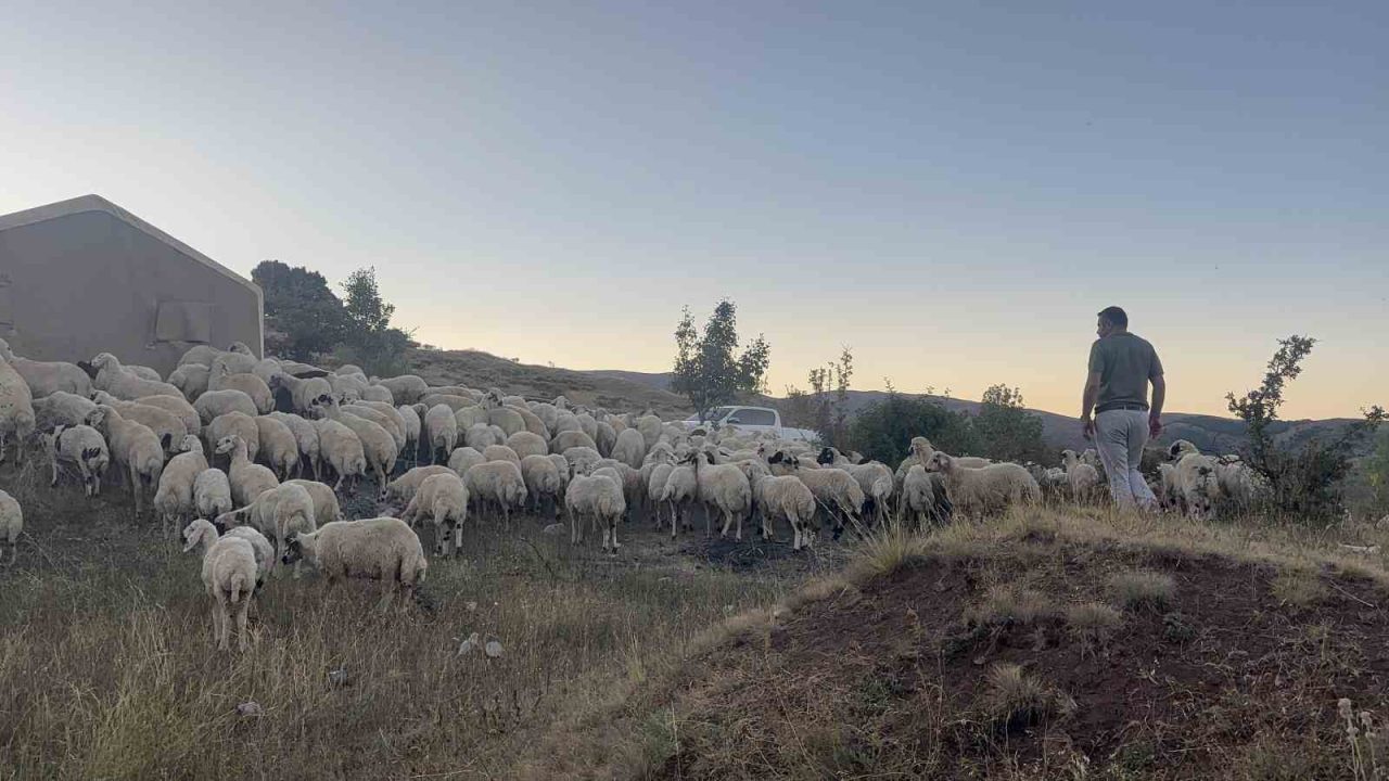 Erzincan’ın Tandırlı köyünde ayı ve kurtların saldırısı sonucu 25 kuzu