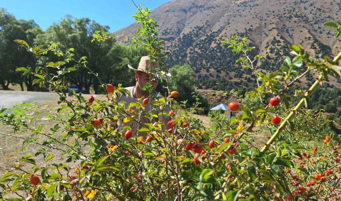 Erzincan’da vatandaşlar doğadan tek tek topladıkları kuşburnuları uzun ve yorucu