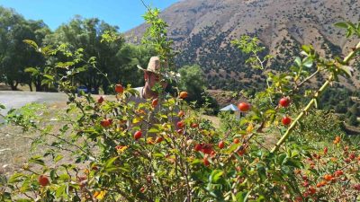 Erzincan’da vatandaşlar doğadan tek tek topladıkları kuşburnuları uzun ve yorucu