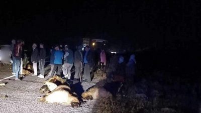 Erzincan-Erzurum kara yolunda otomobilin çarptığı 23 koyun telef oldu. Kaza,
