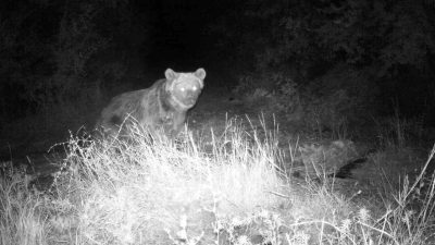 Erzincan’da insanların yaşam alanlarından uzak kırsal alanlara kurulan fotokapanlara yaban