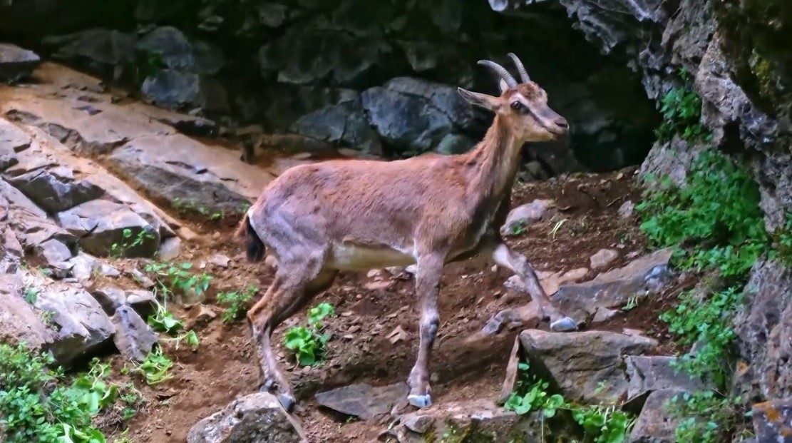 Erzincan’da Munzur Dağlarına güzellik katan yaban keçileri drone ile görüntülendi.