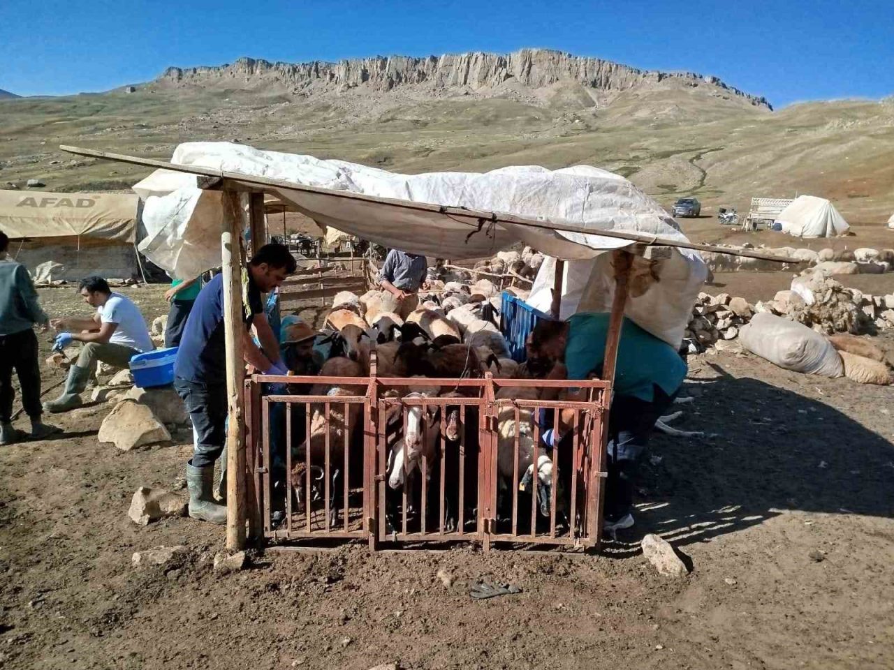 Tarım ve Orman Bakanlığı’nın talimatıyla Erzincan il genelinde tüm hayvanlar