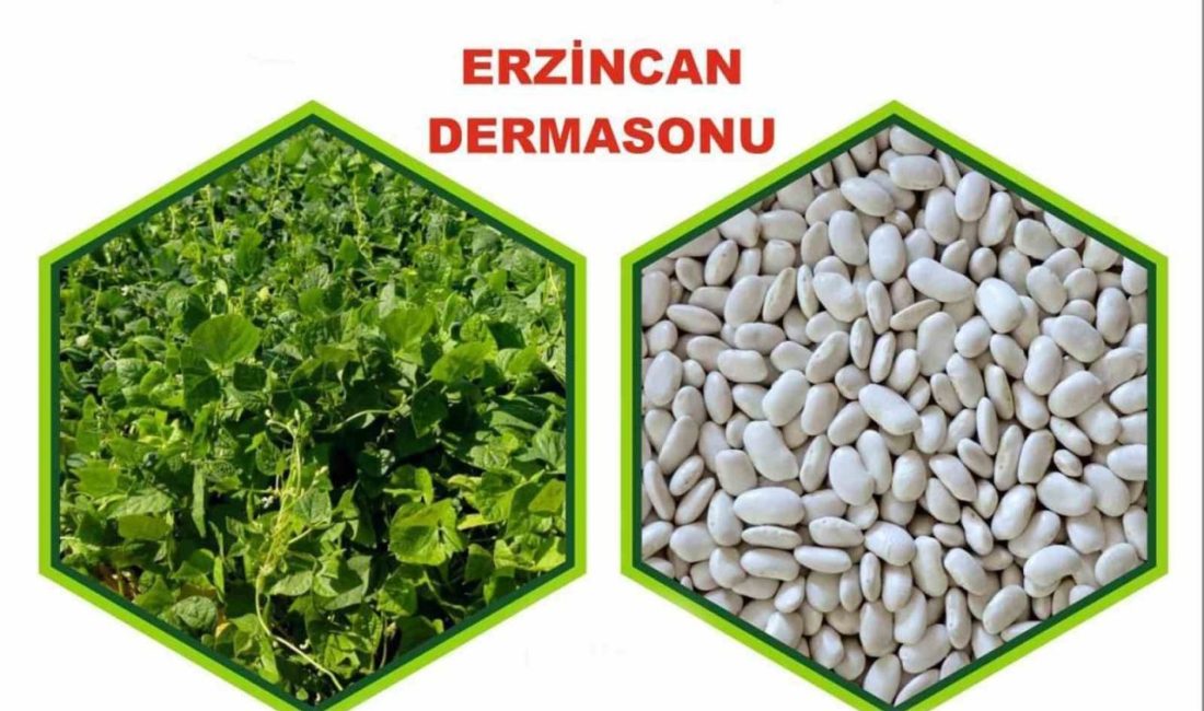Erzincan Bahçe Kültürleri Araştırma Enstitüsü Müdürlüğü tarafından melezleme ıslahı yoluyla