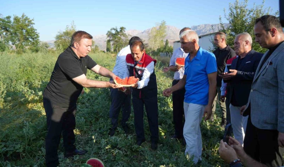 Erzincan’ın Karatuş köyünde yaz aylarının vazgeçilmezi karpuz hasadı başladı. Bölge