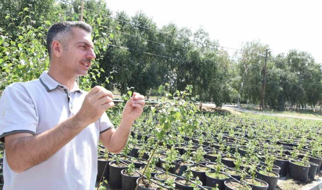 Erzurum Orman Bölge Müdürü Serkan Karakurt, bölgede 2025 yılı sonuna