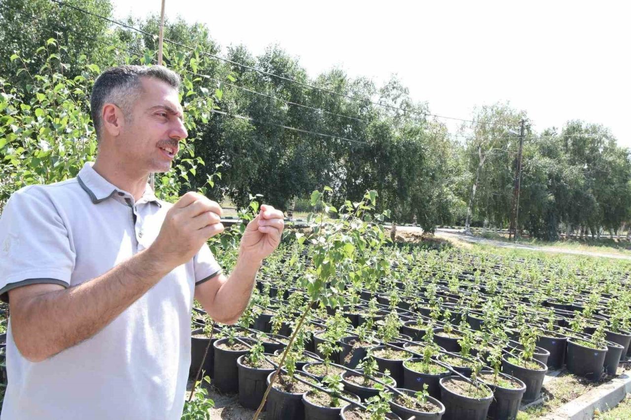 Erzurum Orman Bölge Müdürü Serkan Karakurt, bölgede 2025 yılı sonuna