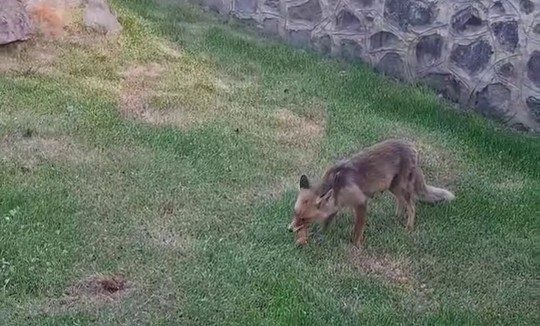 Erzurum’da piknik yapan kadınlar yanlarına kadar gelen ve yiyecek arayan