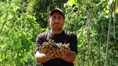 Ordu’nun Altınordu ilçesinde harmandaki fındığının çalındığını sanarak jandarmaya ihbarda bulunmayı