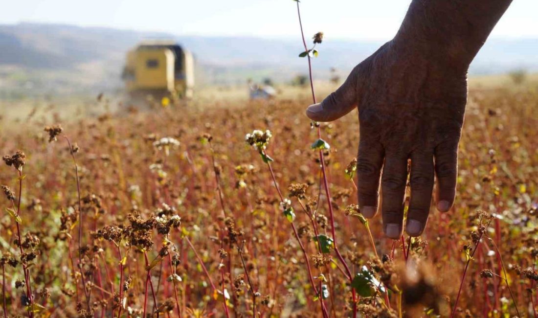 Gümüşhane’nin Kelkit ilçesine bağlı Öbektaş beldesinde yetiştirilen ve glütensiz yapısıyla