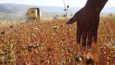 Gümüşhane’nin Kelkit ilçesine bağlı Öbektaş beldesinde yetiştirilen ve glütensiz yapısıyla