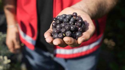 Kürtün ilçesi Çayırçukur Köyü’nde çiftçilerin birkaç yıl önce deneme amaçlı