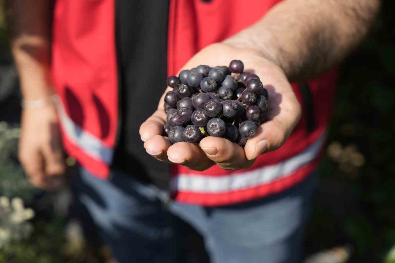 Kürtün ilçesi Çayırçukur Köyü’nde çiftçilerin birkaç yıl önce deneme amaçlı