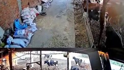 Balıkesir’de meydana gelen 6.1 büyüklüğündeki deprem esnasında ineklerin kaçışması güvenlik