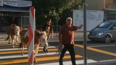 Gümüşhane’nin merkeze bağlı Tekke beldesinde bir vatandaş, büyükbaş hayvanlarını trafiğin