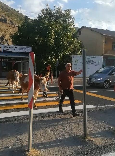 Gümüşhane’nin merkeze bağlı Tekke beldesinde bir vatandaş, büyükbaş hayvanlarını trafiğin