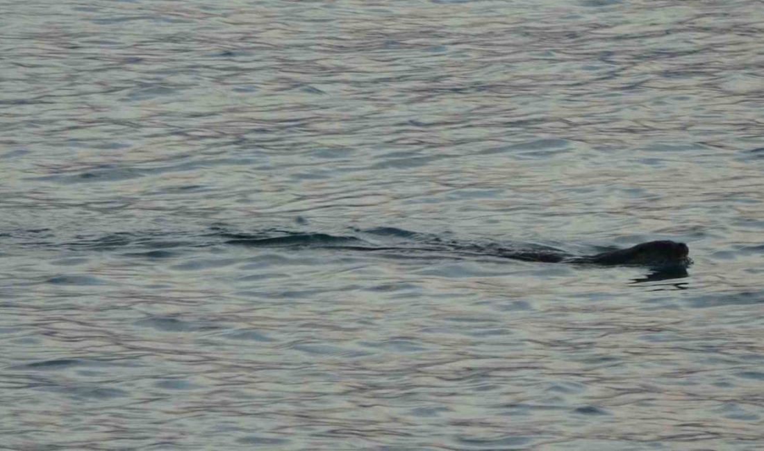 Karadeniz’de son günlerde denizde sık rastlanan su samurları vatandaşları tedirgin