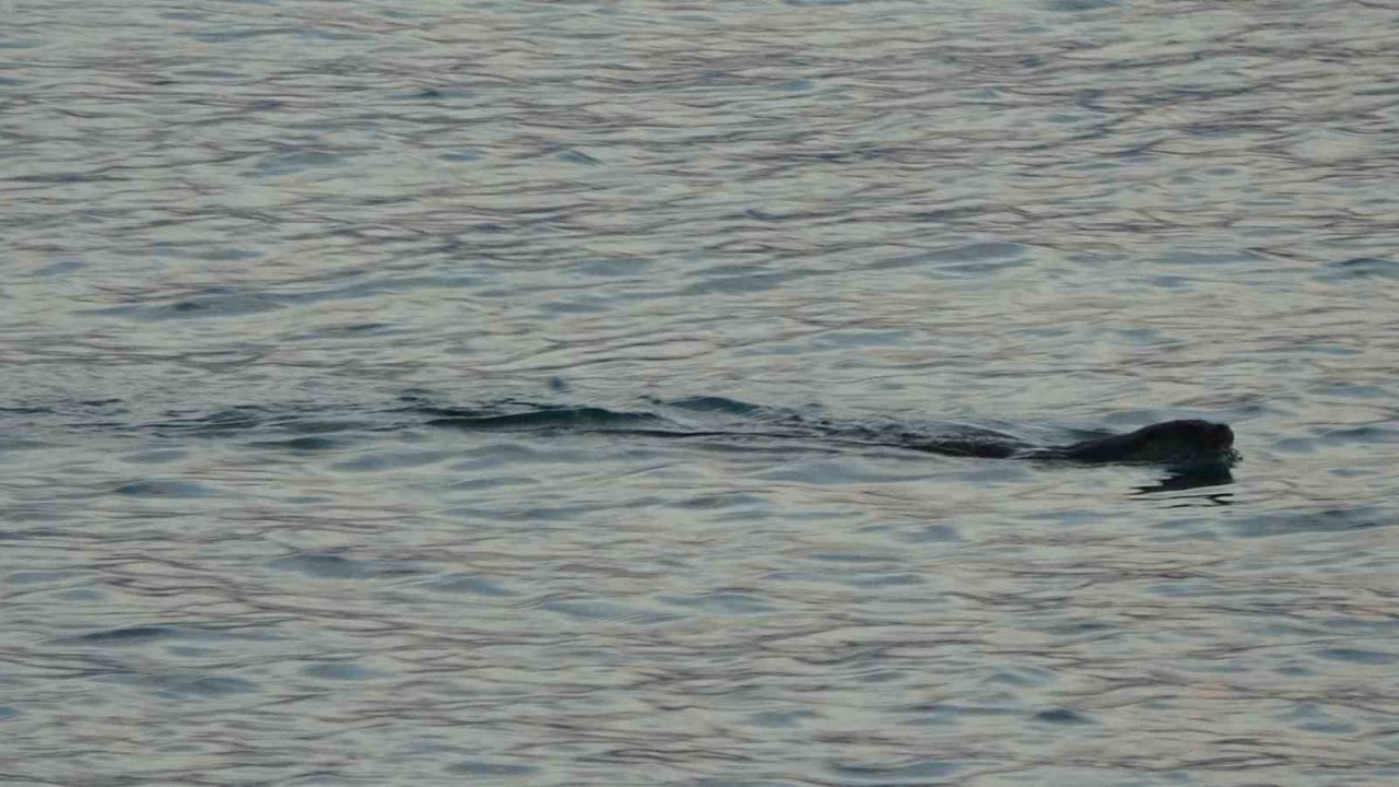 Karadeniz’de son günlerde denizde sık rastlanan su samurları vatandaşları tedirgin