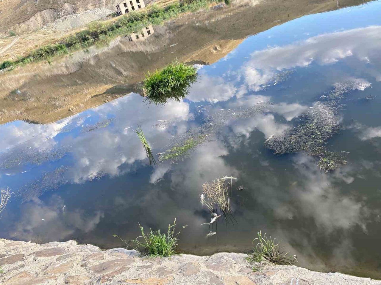 Erzurum’un Aşkale ilçesinde ölü balıklar ilçe genelinde korku saçıyor. Alınan