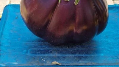 Erzincan’ın Kemaliye ilçesinde çiftçi Yavuz Erol tarafından yetiştirilen ve adeti