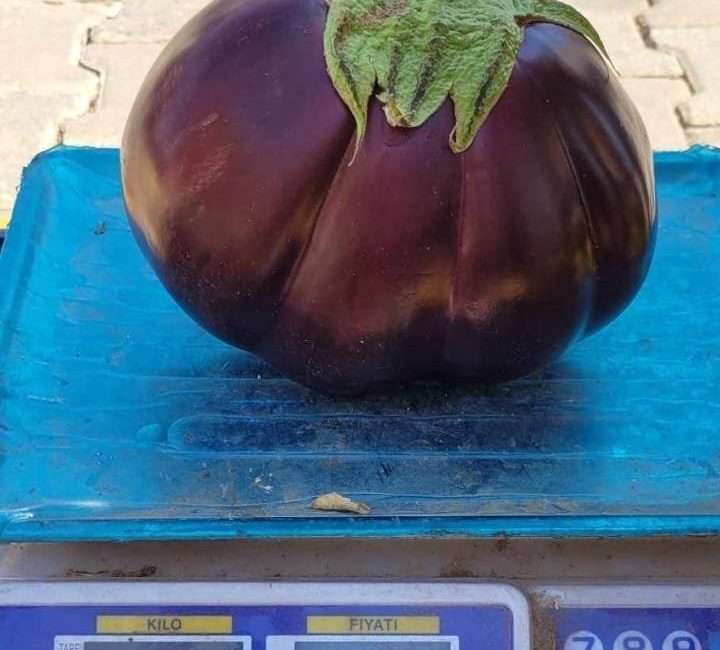 Erzincan’ın Kemaliye ilçesinde çiftçi Yavuz Erol tarafından yetiştirilen ve adeti