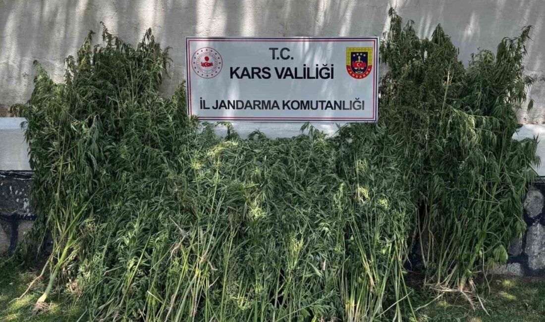 Kars’ta 42 bin 658 kök kenevir ele geçirildi Kars’ta son 3 ayda jandarma ekiplerince uyuşturucu tacirlerine yönelik düzenlenen