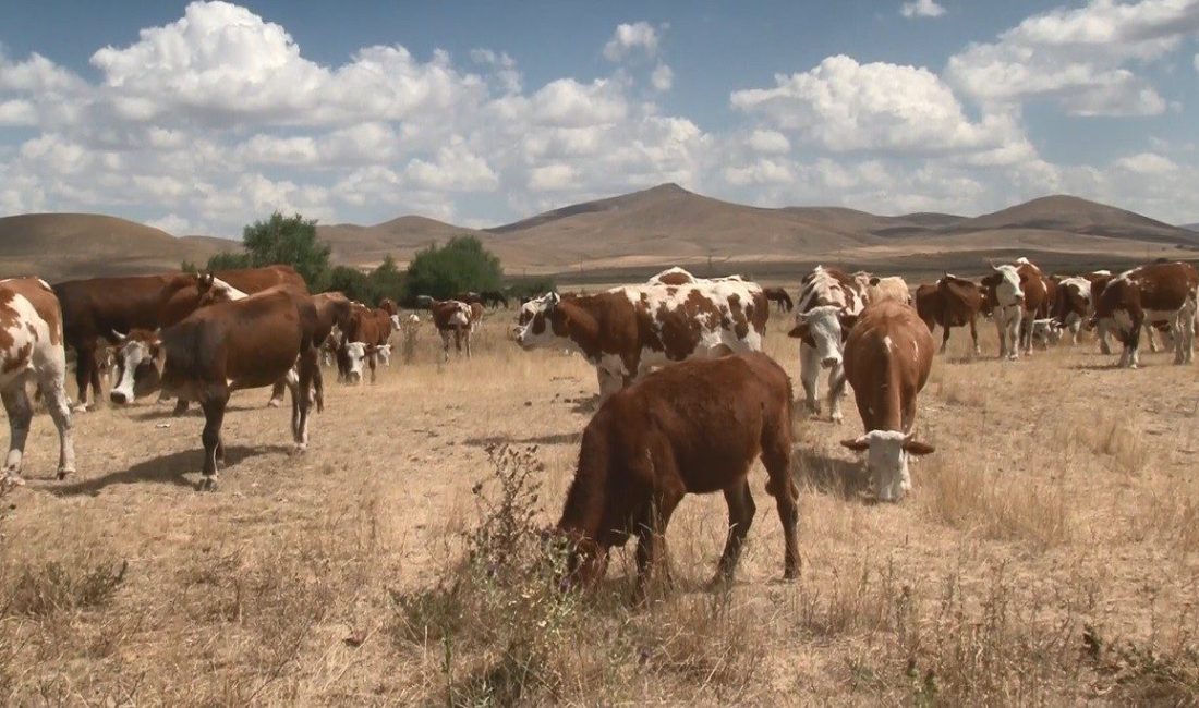 Kars’ta uzun süreden beri devam eden şap hastalığı yapılan aşı