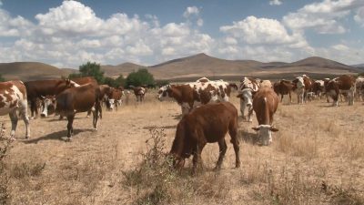 Kars’ta uzun süreden beri devam eden şap hastalığı yapılan aşı
