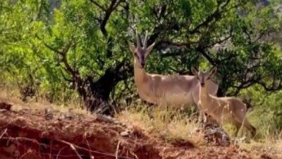 Erzincan’ın Kemaliye ilçesinde bulunan Karanlık Kanyon’un kayalıklarında, nesli tükenme tehlikesi