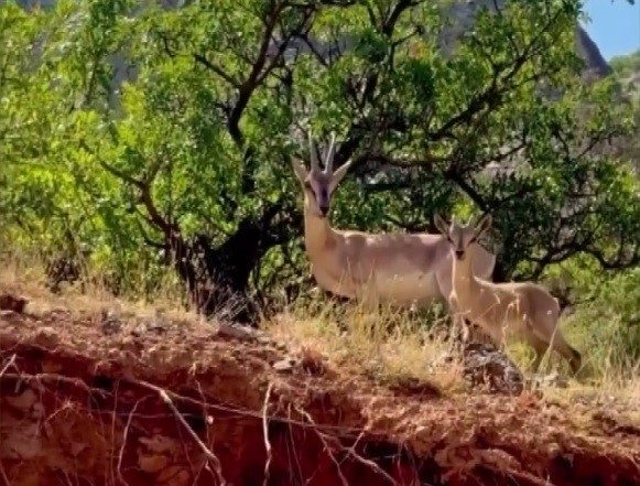 Erzincan’ın Kemaliye ilçesinde bulunan Karanlık Kanyon’un kayalıklarında, nesli tükenme tehlikesi