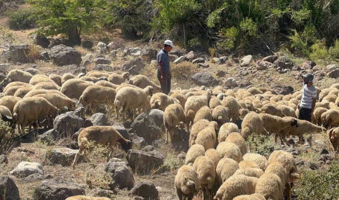 Erzincan’ın Kemah ilçesi Muratboynu köyünde Mahmut Sarohan’a ait koyun sürüsüne