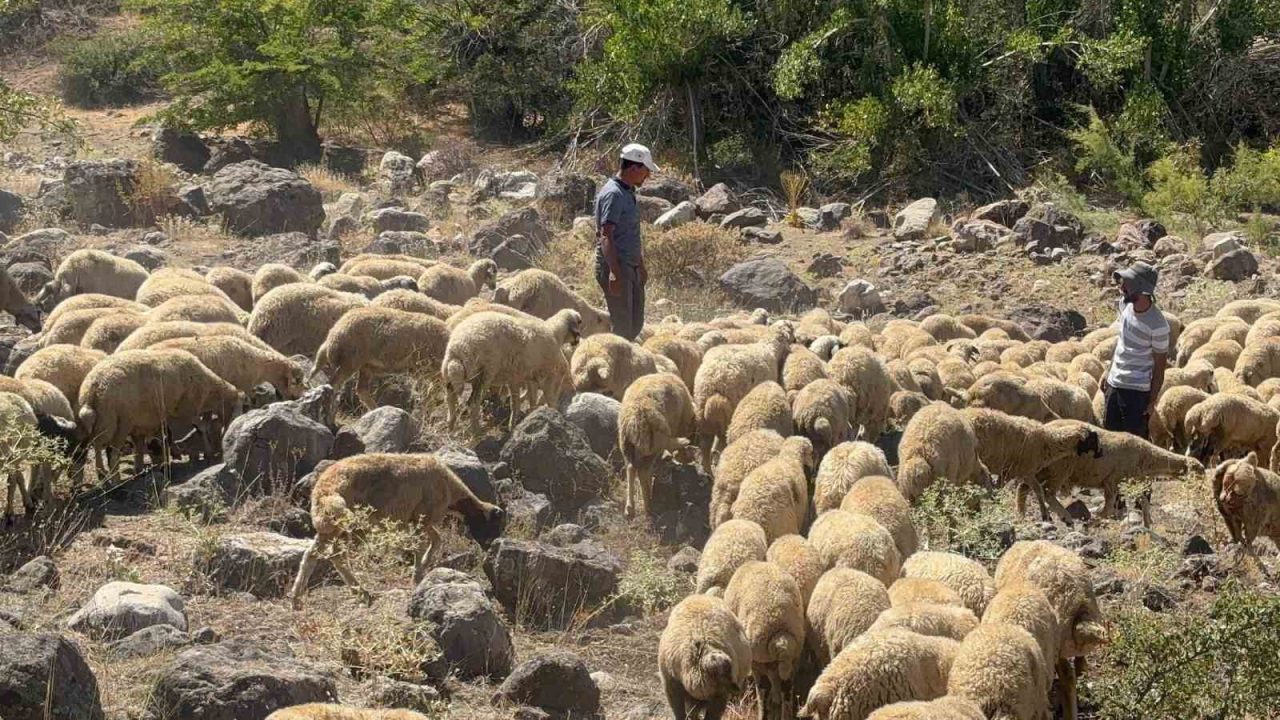 Erzincan’ın Kemah ilçesi Muratboynu köyünde Mahmut Sarohan’a ait koyun sürüsüne