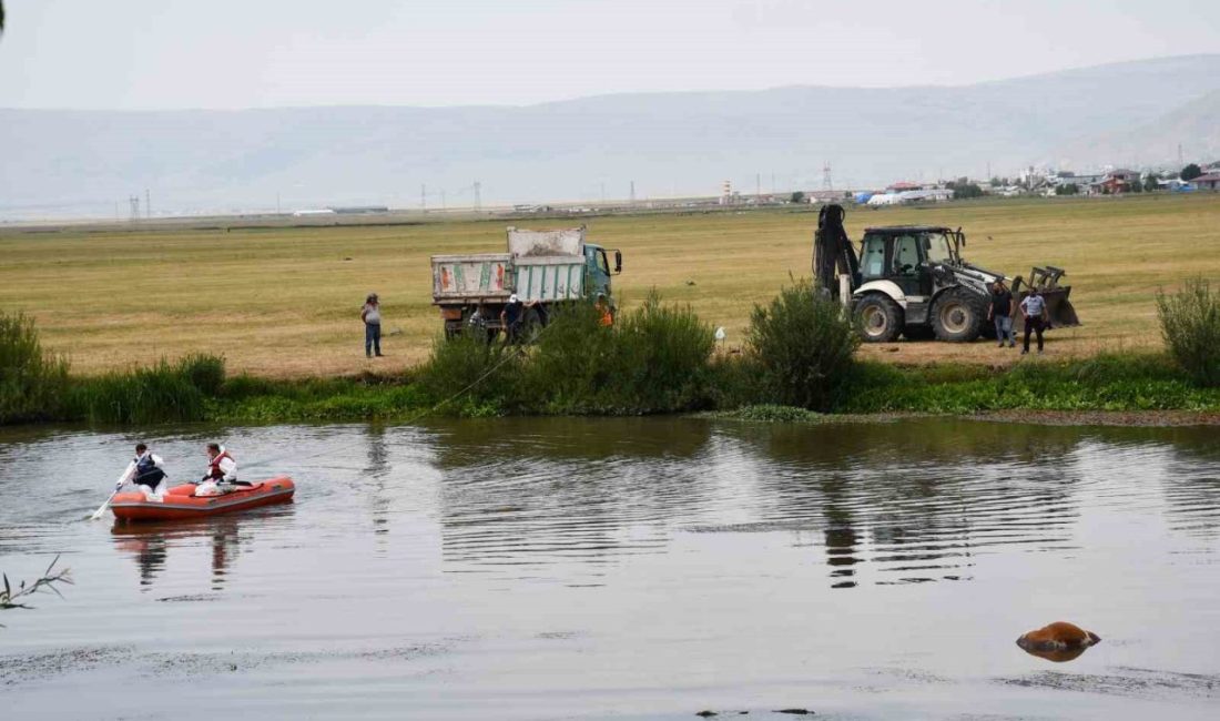 Ardahan’da Kura nehri kıyısında dolaşan vatandaşlar, nehirde yüzen ineğin cansız