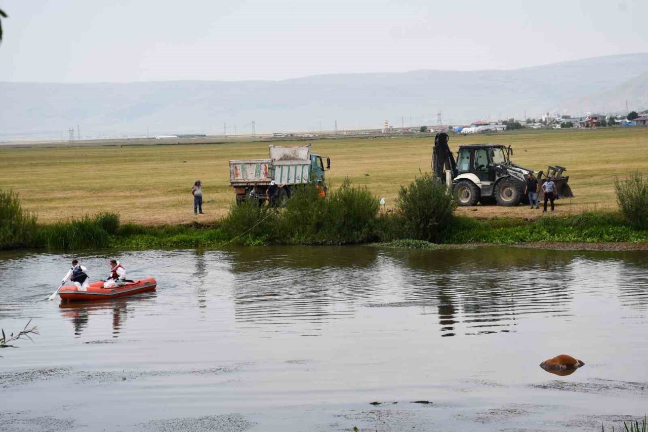 Ardahan’da Kura nehri kıyısında dolaşan vatandaşlar, nehirde yüzen ineğin cansız
