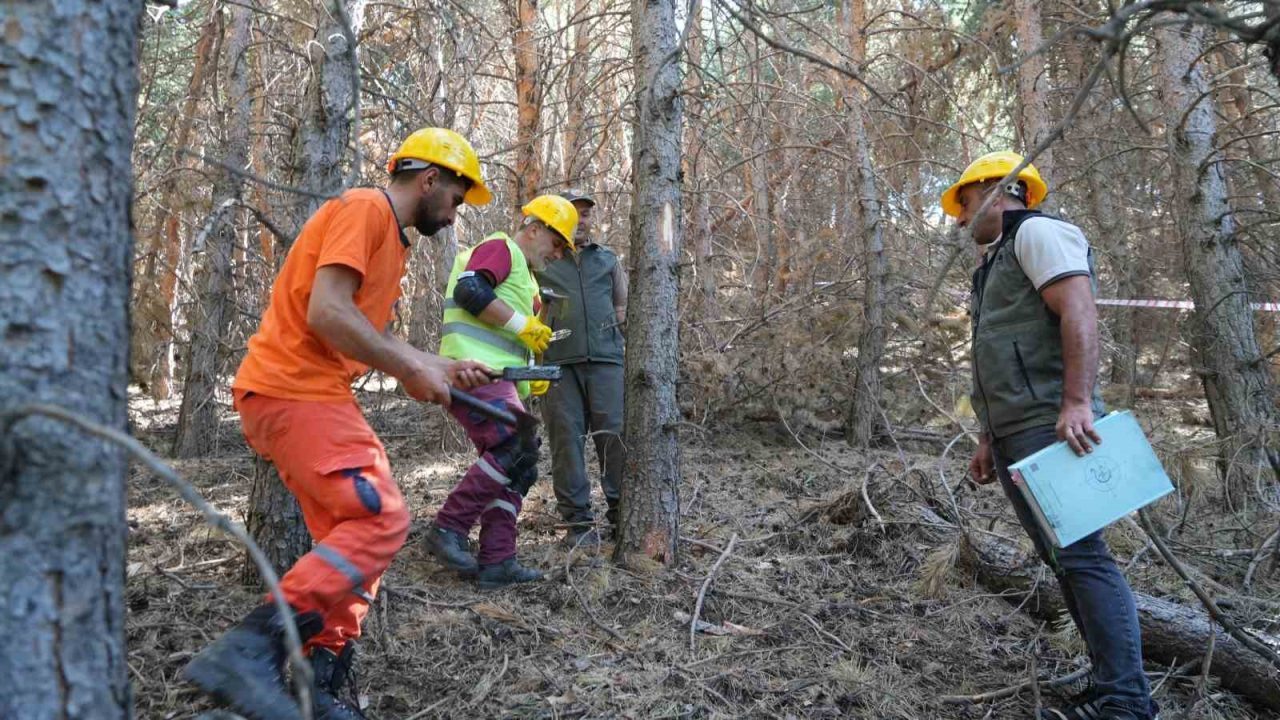 Erzurum Orman Bölge Müdürlüğü ekipleri, Abdurrahman Gazi ve Palandöken Kayak