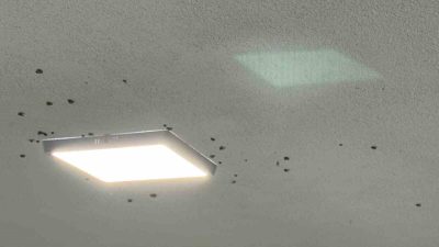 Doğu Karadeniz’de daha önce bahçelerde yeşil bitkilere verdiği zararla gündeme