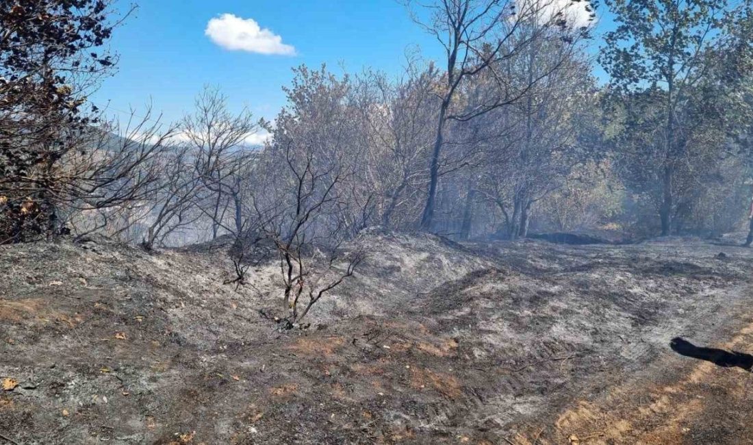 Sakarya’nın Hendek ilçesinde ormanlık alanda çıkan yangın, itfaiye ve orman