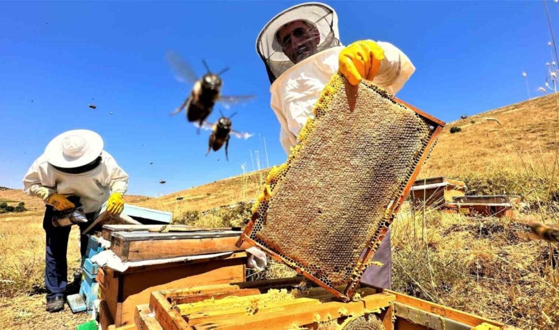 Sıcaklık ve iklim değişikliğinden dolayı son yıllarda bal rekoltesinde düşüş