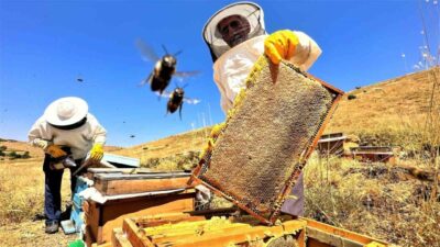 Sıcaklık ve iklim değişikliğinden dolayı son yıllarda bal rekoltesinde düşüş