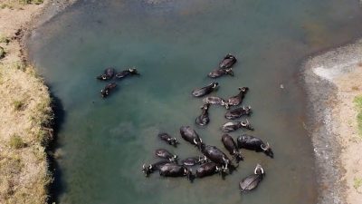 Erzincan’a birkaç kilometre uzaklıktaki Akyazı Mahallesi’nde mandaların doğal ortamında beslenmeleri